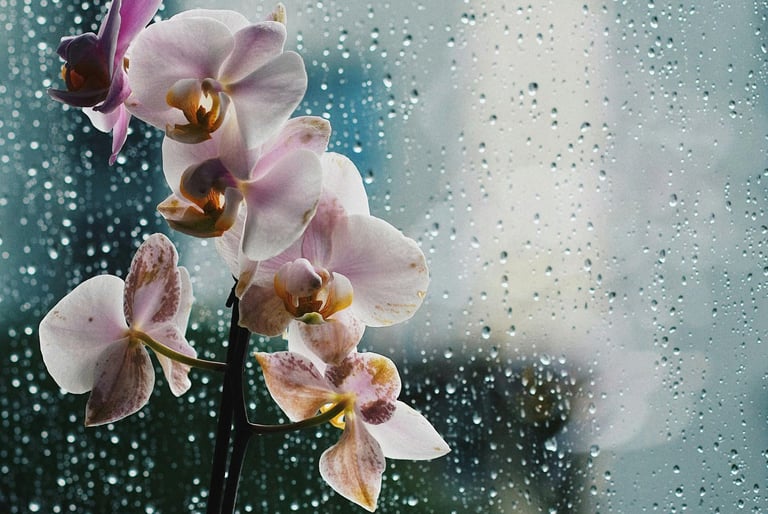 Orchid with water drops on a window pane