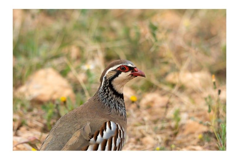 PERDIZ COMÚN (ALECTORIS RUFA)