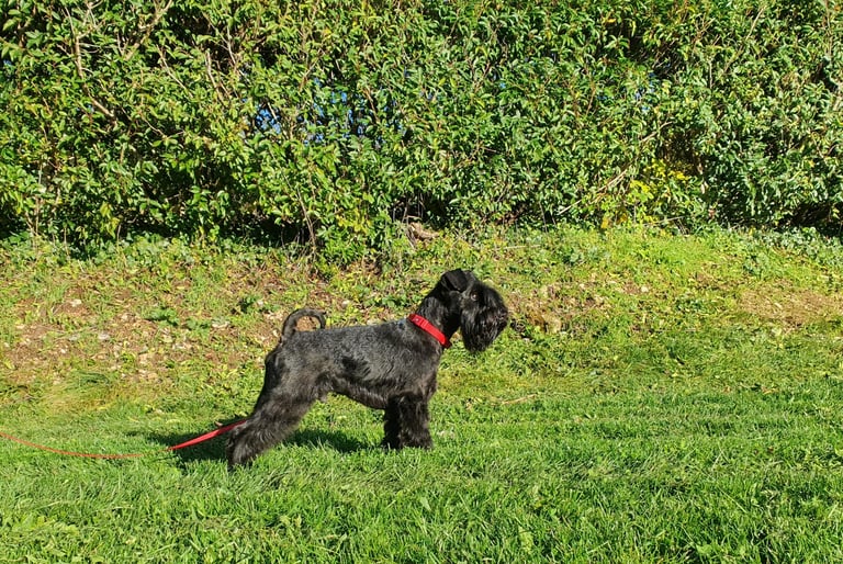 Panzer, étalon Les Diamants Noirs d'Also