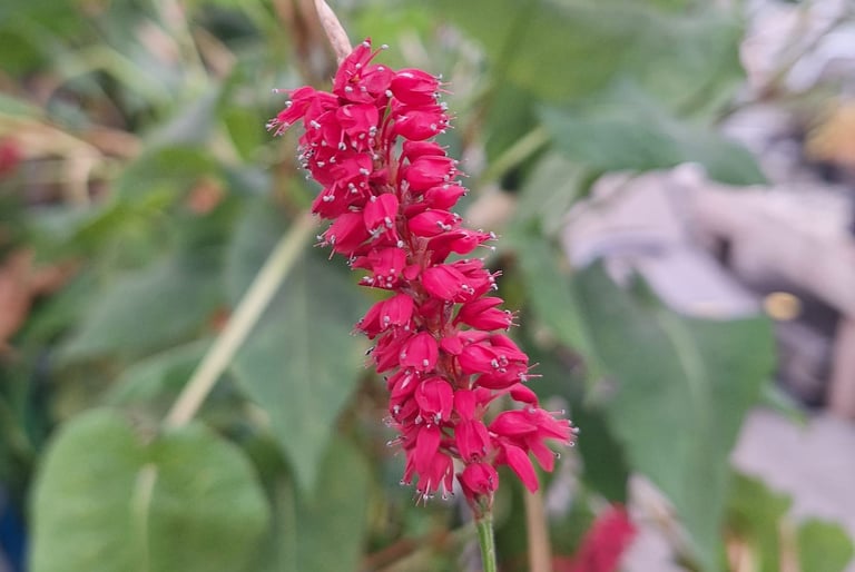 a properly planted annual blooming plant with red flowers