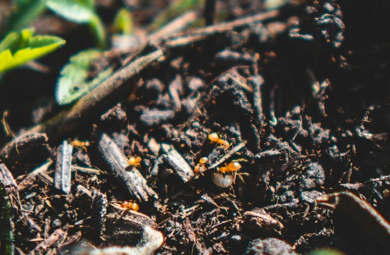 compost benefiting soil