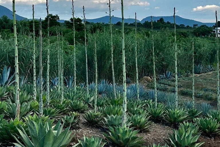 Tobalá planta de agave