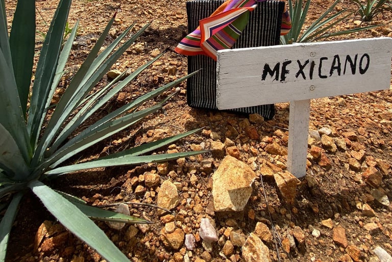 Mexciano planta agave