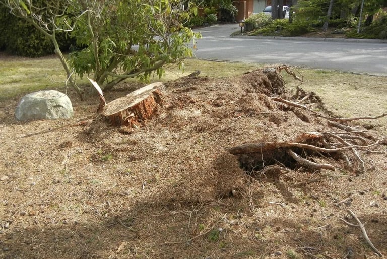 stumps and roots before being ground by sharp hedges
