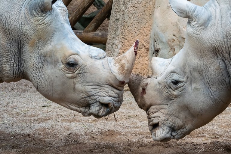 Exp Virtual Jose Ferri II - 5