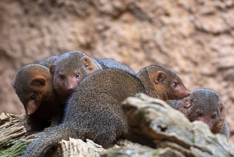 Exp Virtual Jose Ferri II - 3