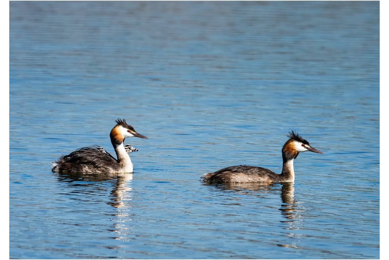 SOMORMUJO LAVANCO (PODICEPS CRISTATUS)