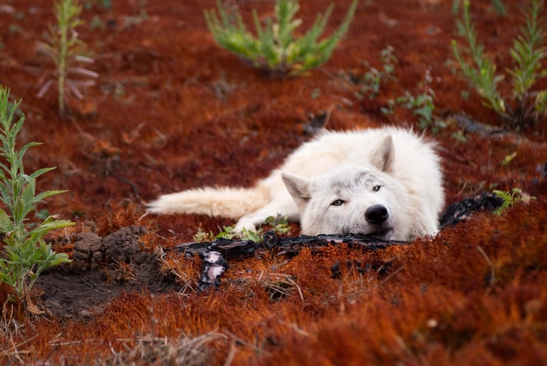 Un chien loup qui fait une pause