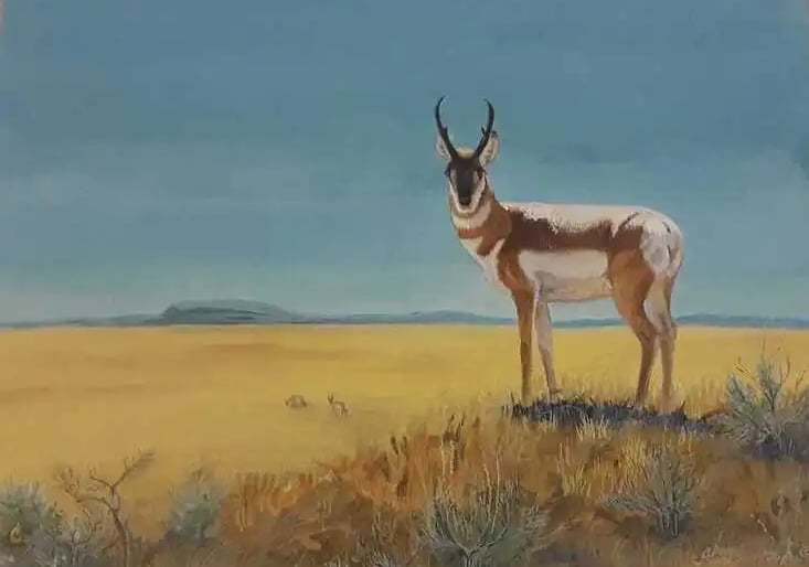 A country classic, prairie Antelope home on the range.