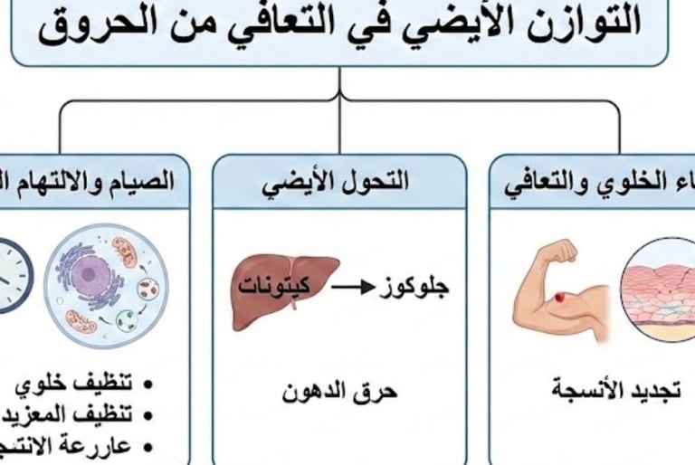 التوازن الأيضي في التعافي من الحروق | الصيام، الالتهام الذاتي والبناء الخلوي 🔥