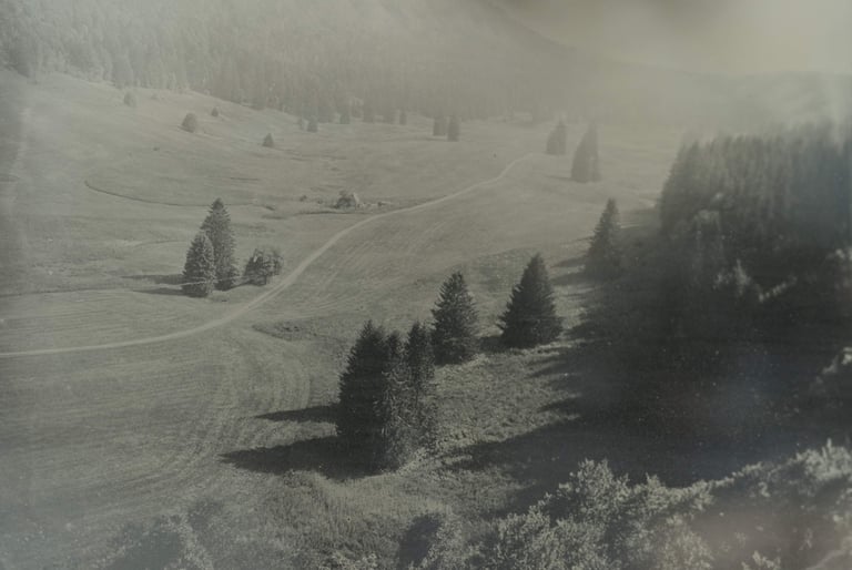 plaine d'Herbouilly avec ses sapins et ses champs fraîchement moissonnés