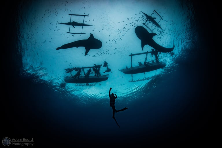 whale shark silhouette with divers by adam beard