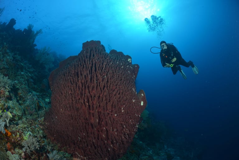 diver on reef in tubbataha philippines