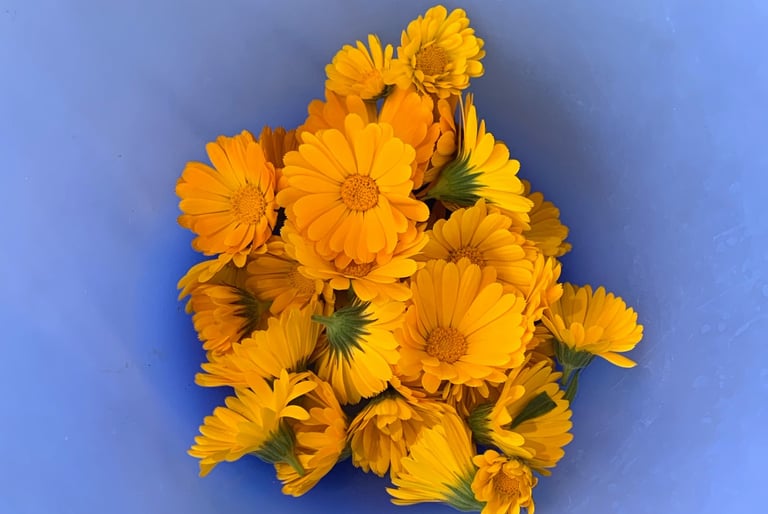 blue bowl with yellow calendula flowers inside