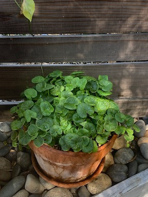 gotu kola plant in terra cotta pot
