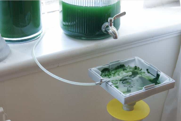 Open source spirulina