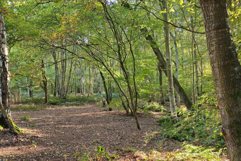 Showing a woodland scene in summer with open understory