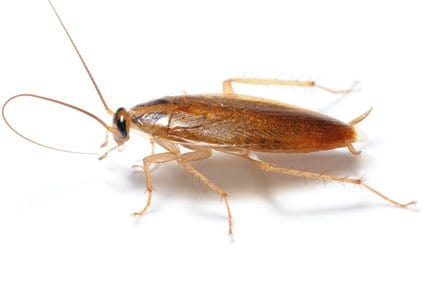 Cafard - Blatte germanique