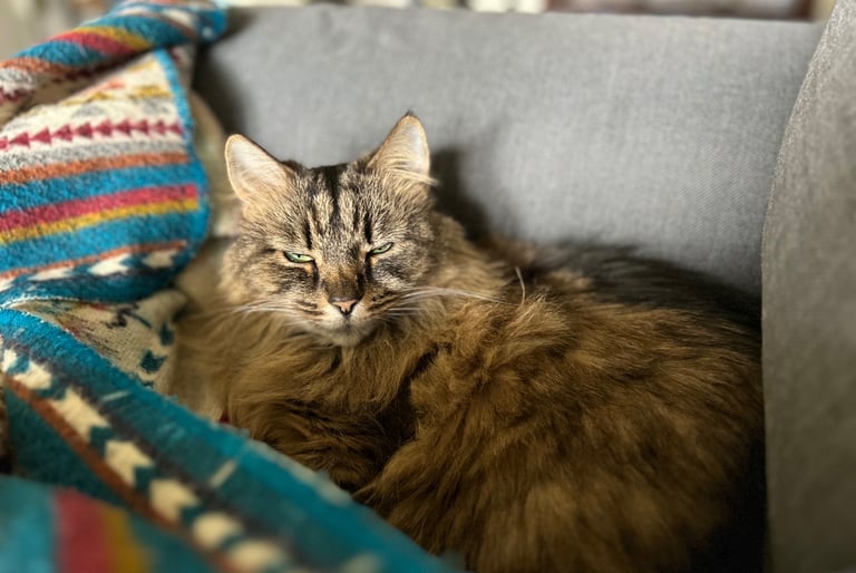 Brown tabby cat