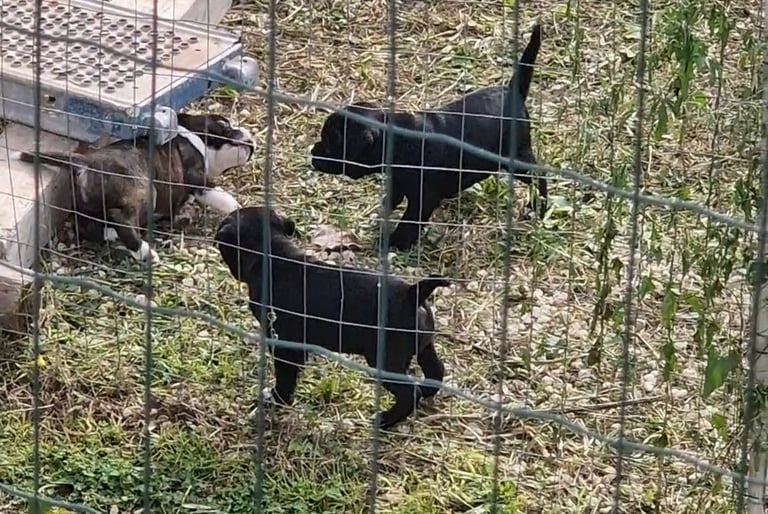 Cuccioli in spazi aperti ma controllati fanno le prime esperienze
