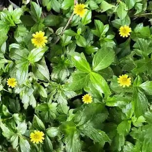 bhringraj as the most powerful herb to treat hair loss