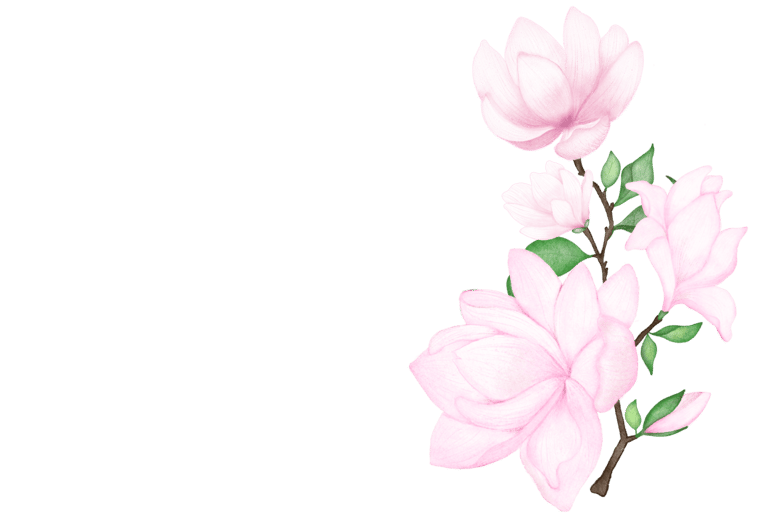 Pink Magnolia flower illustration for art prints, greeting cards and stationery
