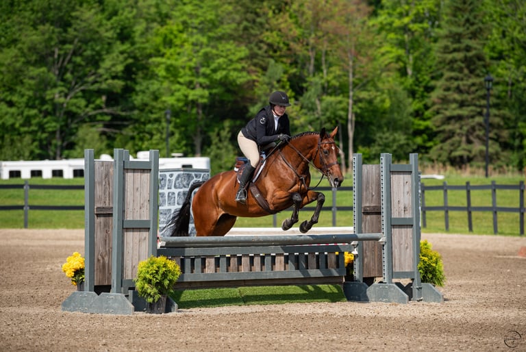 equitation horse, jumper, schoolmaster