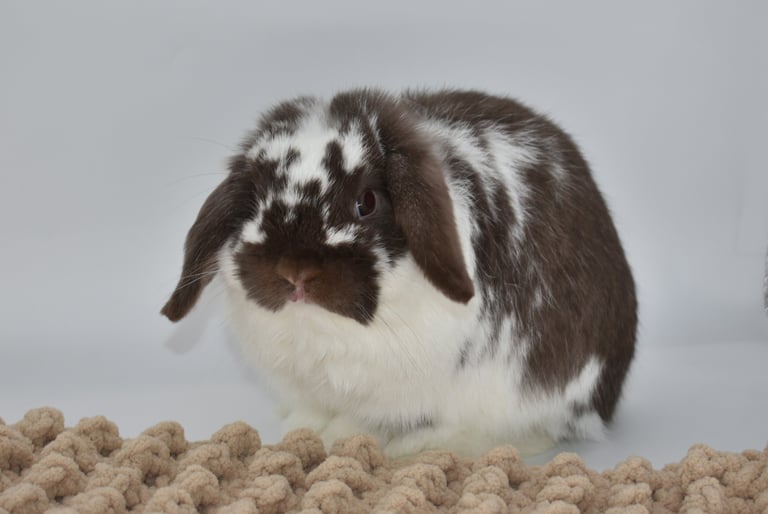 Hot Cross Buns' Loofah - future breeding buck on white background