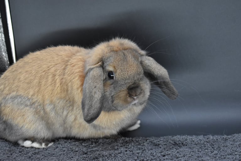 Sullivan - Black tort Holland Lop breeding buck at Hot Cross Buns
