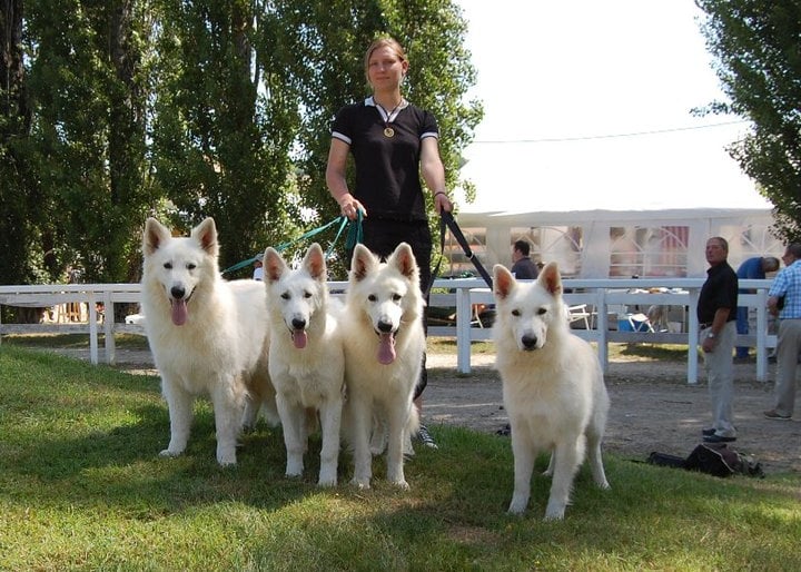 Berger Blanc Suisse Domaine de Thu-Lan
