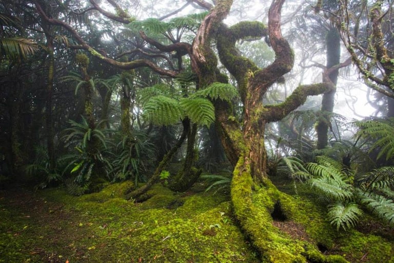 Mt Gower walk with forests and ferns flowers and wildlife