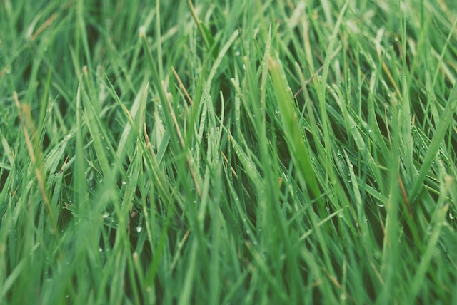 green Quackgrass