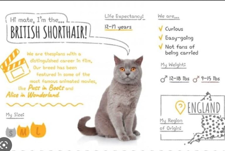 a british shorthair cat sitting on a british shorthair cat