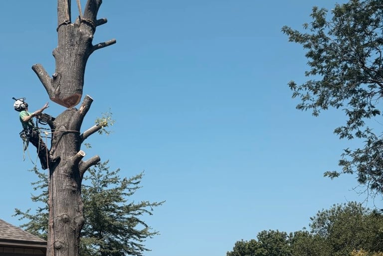 Professional arborist using a crane and chainsaw for safe residential tree removal service.
