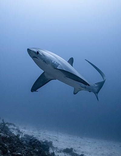 profil requin renard, image dans les tons gris