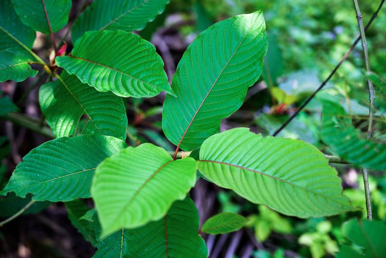 Close-up of vibrant green Mitragyna speciosa or kratom leaves with prominent red veins in a tropical forest.