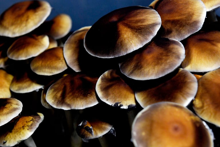 Close-up of golden teacher mushrooms showing large brown caps and spore prints.