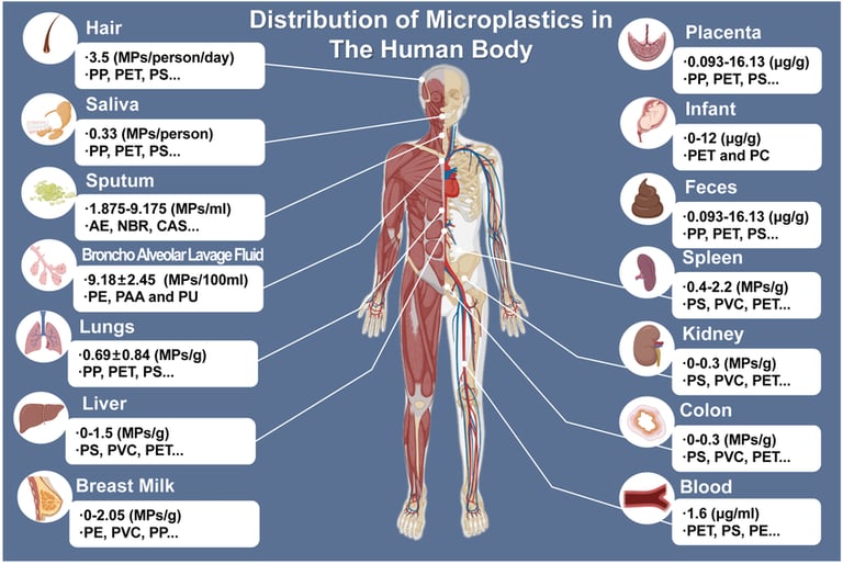 a diagram of the human body and its major parts