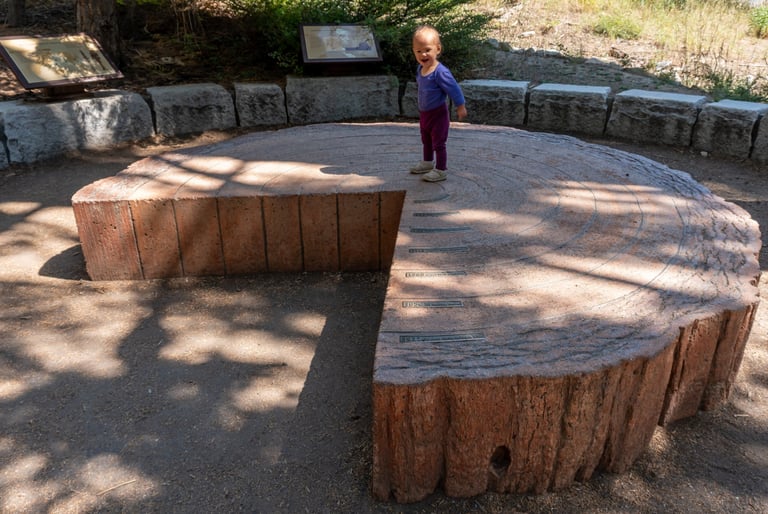 Giant Sequoia replica cross section