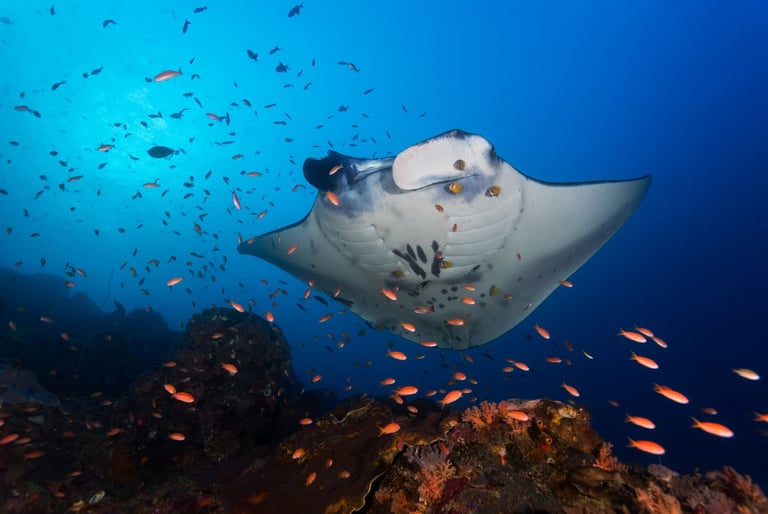 Micronesia Manta Ray