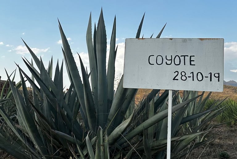 Coyote Agave