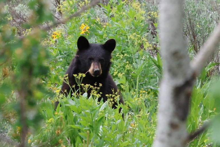 Black Bear at Jenny Lake