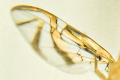 ala de mosca de fruta. especie anastrepha obliqua