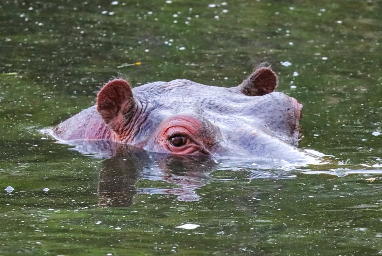 A hippopotamus partially submerged in a river, only its eye and ears visible above water.
