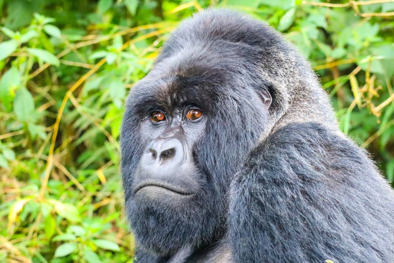 Close-up of a silverback mountain gorilla in dense bamboo forest.