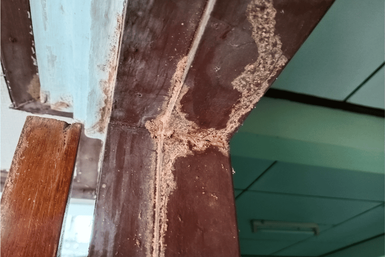 termite control services in hampton roads
