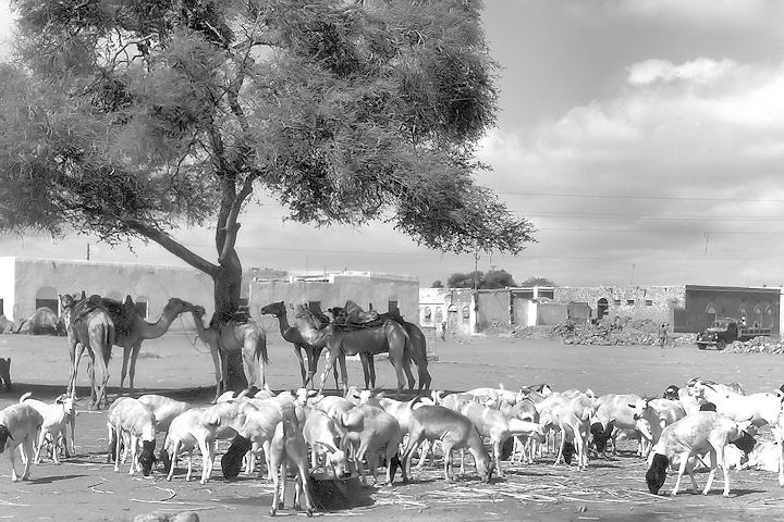 Sheikh Othman, Aden, 1960