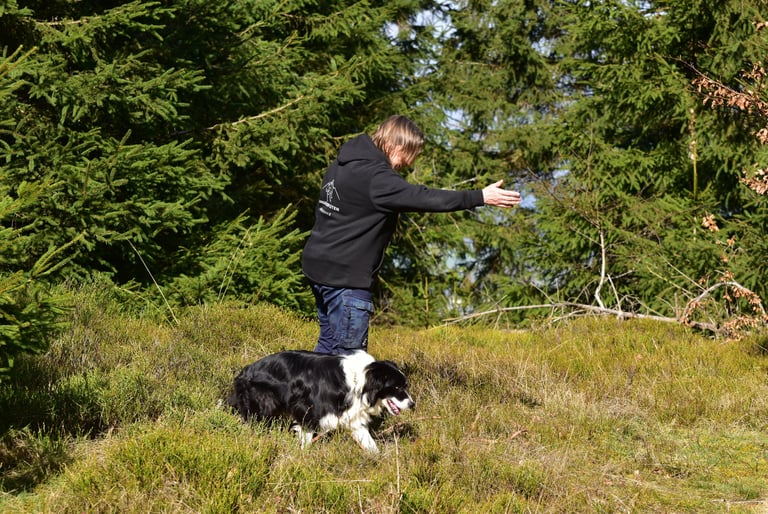Eine Frau in einem schwarzen Hoodie trainiert einen schwarz-weißen Border Collie auf einem grasbewac