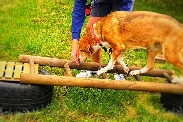 Ein brauner Hund balanciert während eines Canifit-Trainings im Freien auf einer hölzernen Leiter-Hür