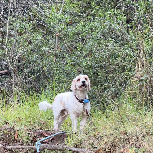 Un pequeño perro blanco con correa caminando por un exuberante bosque verde con densos árboles y cés